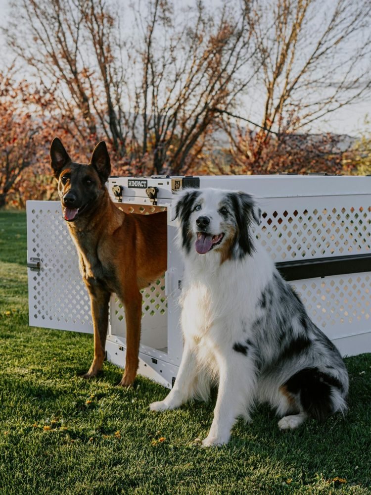 pexels-impact-dog-crates-1789722873-28381127 pexels-impact-dog-crates-1789722873-28381127